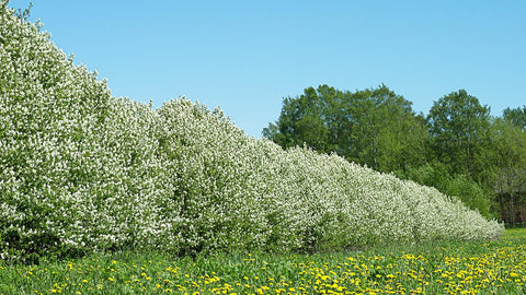 Blühender Weißdorn oder alter Weißdorn am Waldrand im Morgenlicht.