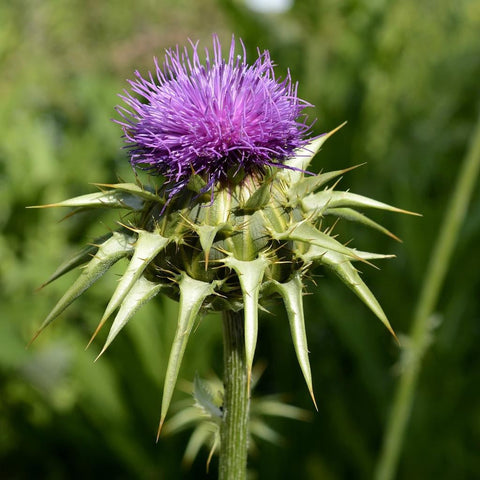 Blühende Mariendistel mit violetter Blüte und weiß gezeichneten Blättern im Sonnenlicht