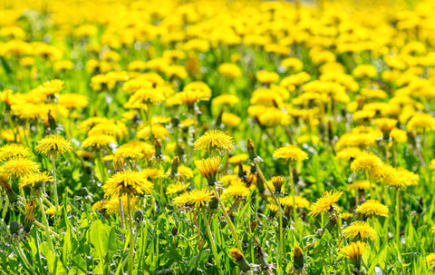 Löwenzahn auf einer sonnigen Wiese mit leuchtend gelben Blüten